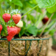 Image for article titled The case for growing your own food right now (and later)